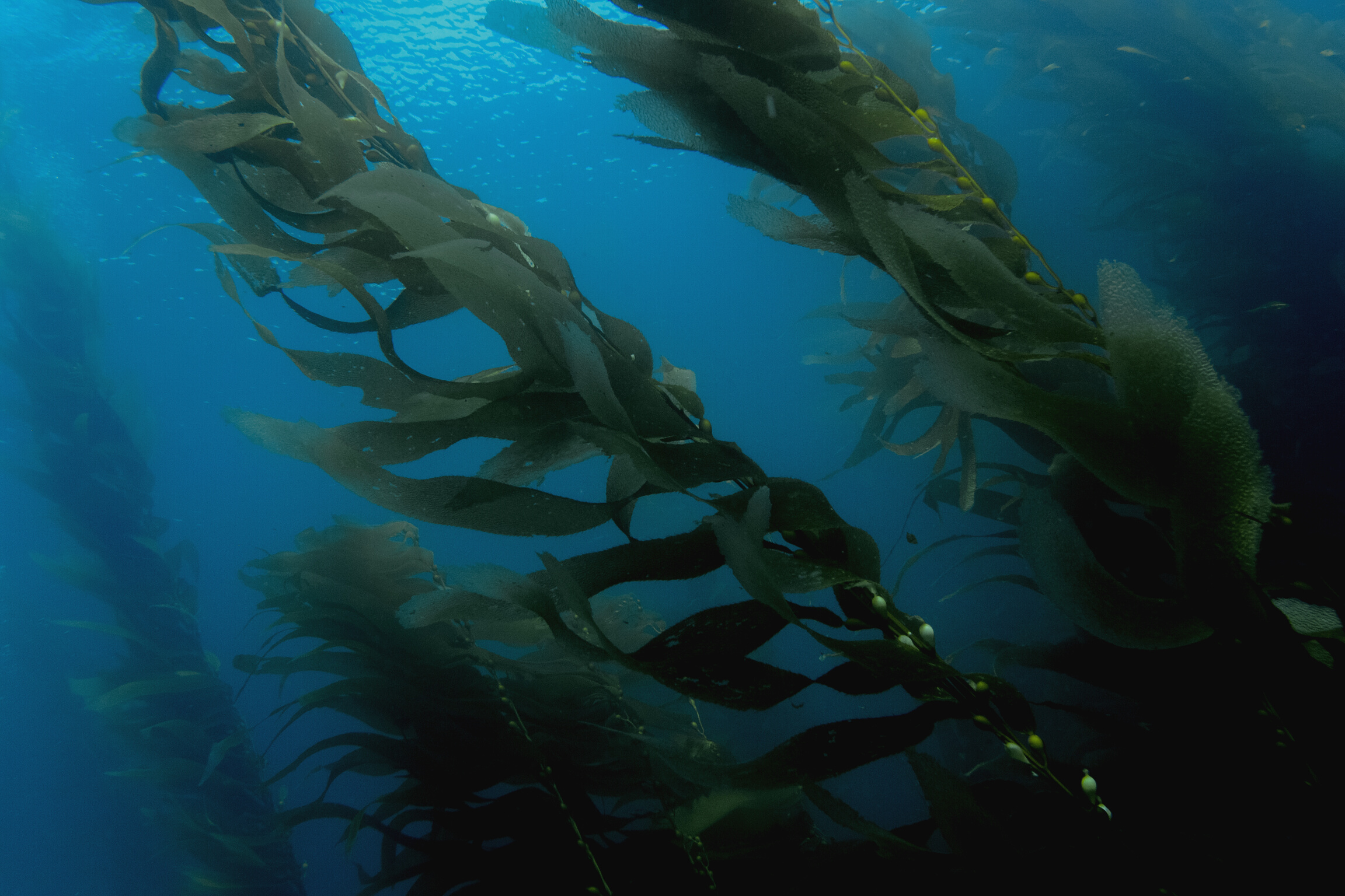 Wide Angle View of Underwater Kelp Forest Catalina Channel Islands California