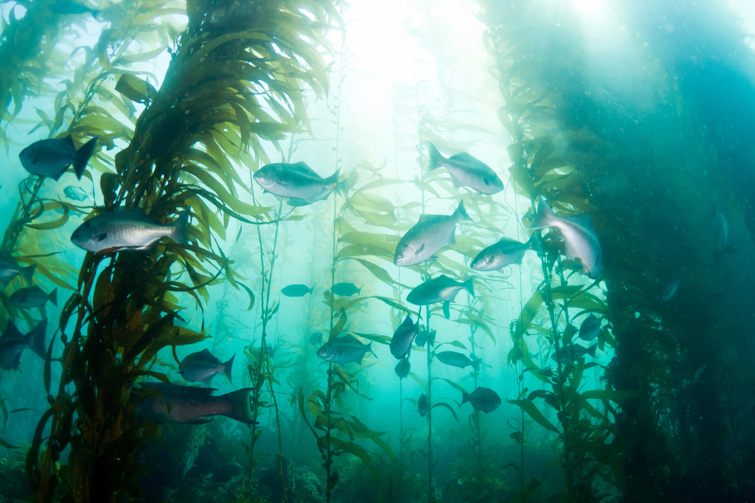 School of fish in the Kelp Forest